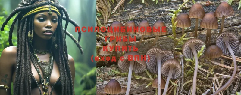 OMG зеркало  Шарыпово  Псилоцибиновые грибы Psilocybine cubensis 